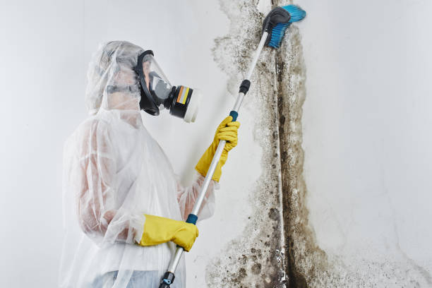 Best Mold Removal and Inspection  in Cornville, AZ