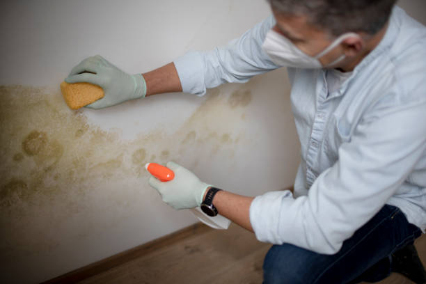 Best Black Mold Removal  in Cornville, AZ