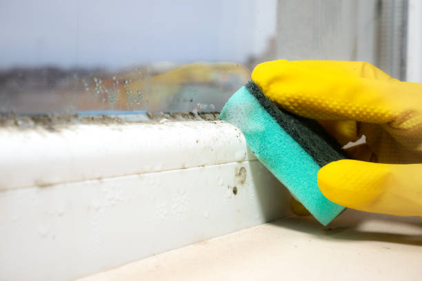 Best Residential Mold Removal  in Cornville, AZ