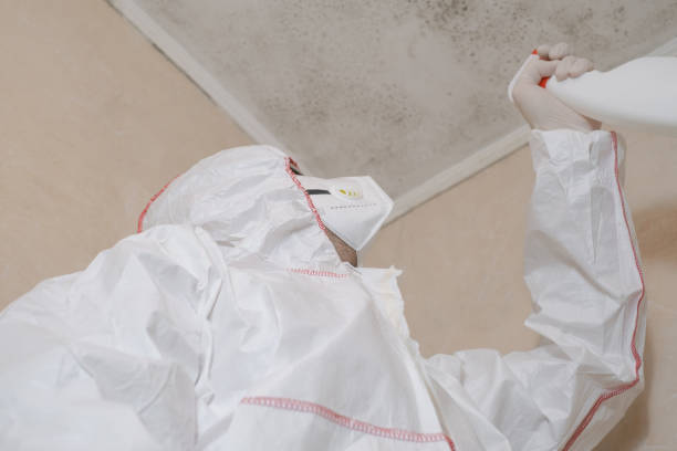 Professional Mold Removal in Cornville, AZ