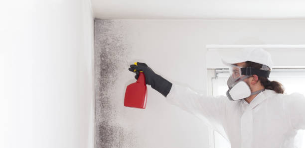 Best Attic Mold Removal  in Cornville, AZ