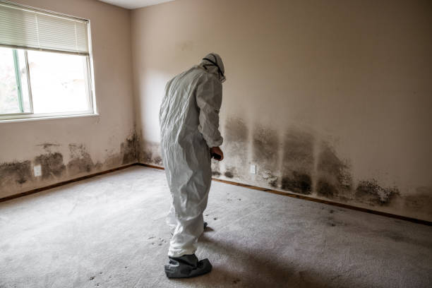 Mold Removal Process in Cornville, AZ