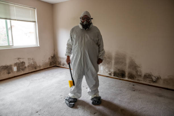 Best Toxic Mold Removal  in Cornville, AZ