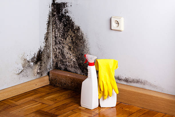 Best Commercial Mold Removal  in Cornville, AZ