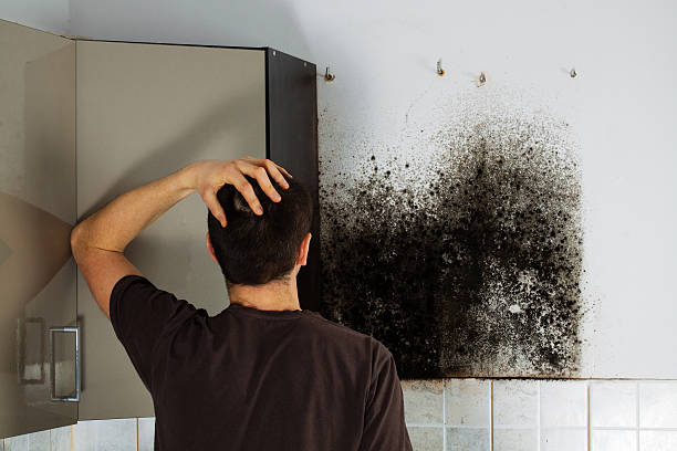 Best Mold Removal Company Near Me  in Cornville, AZ