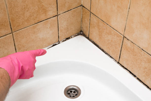 Best Local Mold Removal Service  in Cornville, AZ